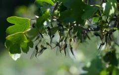 Northern Summer Mayfly thumbnail 2
