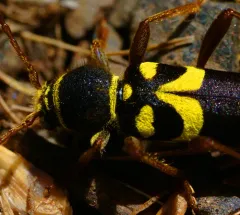 Clytus planifrons thumbnail 2