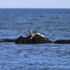 Harbor Seal thumbnail 1