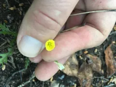 cutleaf evening primrose thumbnail 4