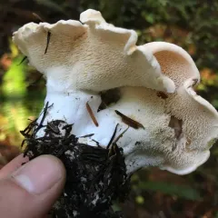 Hydnum olympicum thumbnail 4