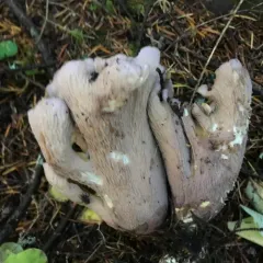 pig's ears thumbnail 2