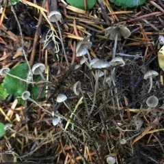 branched shanklet thumbnail 2