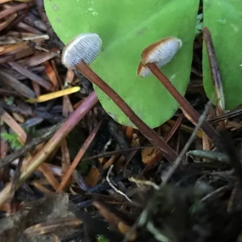 Earpick Fungus
