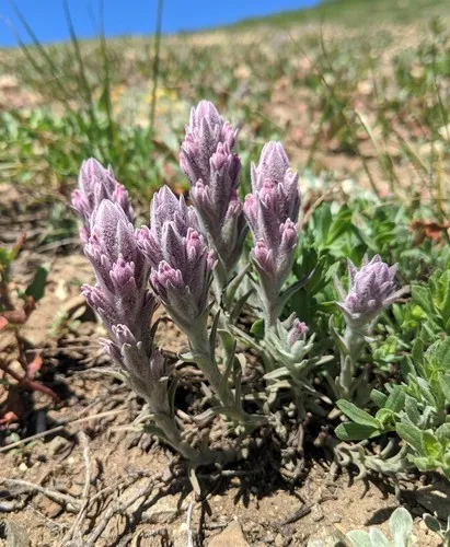 split-haired paintbrush