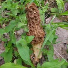 American yellow morel thumbnail 4