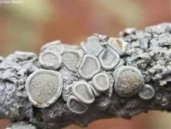 Appalachian saucer thumbnail 2