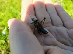 Bog Katydid thumbnail 3