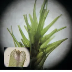 dicranum moss thumbnail 2