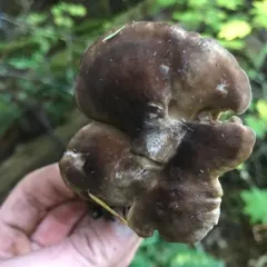 Bitter Iodine Polypore thumbnail 1