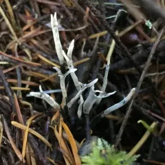 Candlesnuff Fungus thumbnail 4