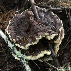 Dyer's Polypore thumbnail 5