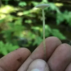Dripping Bonnet thumbnail 4