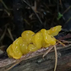 Orange Jelly Spot thumbnail 2
