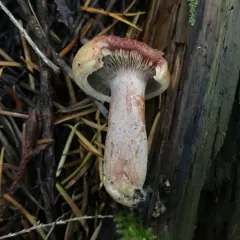 Red-bleeding Milk Cap thumbnail 3