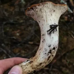 Scaly Chanterelle thumbnail 3