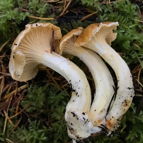 Pacific Golden Chanterelle