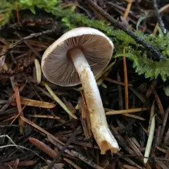 Diminutive Agaricus thumbnail 4