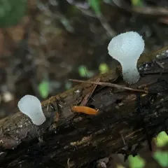 Toothed Jelly Fungus thumbnail 2