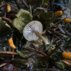 Pseudolaccaria pachyphylla thumbnail 2