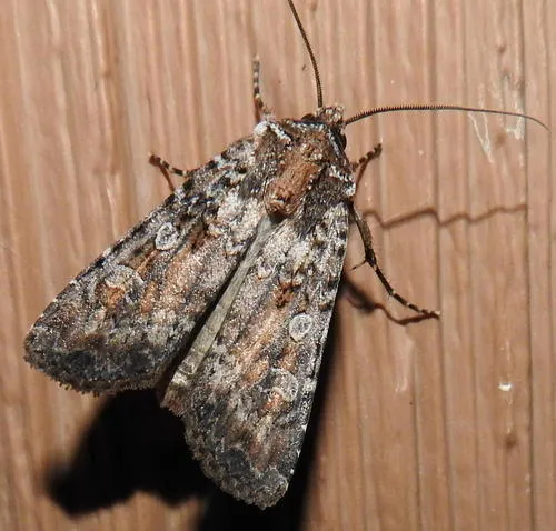 Fawn Brown Dart