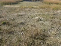 dwarf alkali grass thumbnail 2