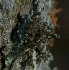 Herre's Ragged Lichen thumbnail 3