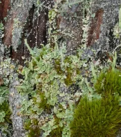 Smooth-footed Powderhorn thumbnail 4