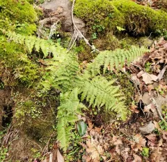 coastal woodfern thumbnail 2