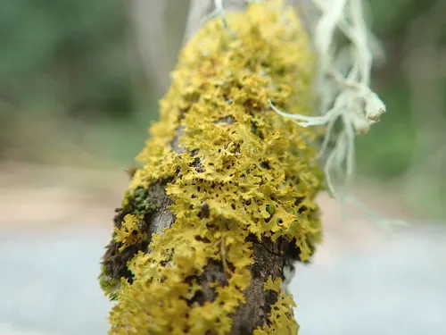 Oregon Sunburst Lichen