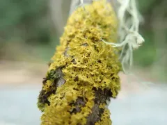 Oregon Sunburst Lichen thumbnail 1
