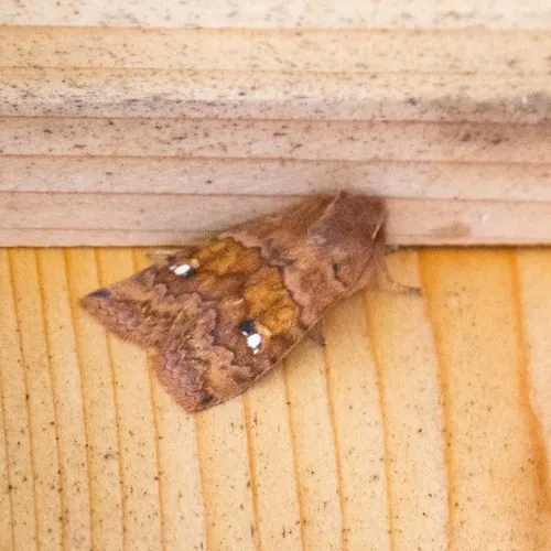 Three-spotted Sallow