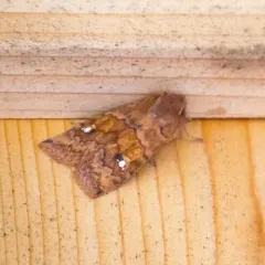 Three-spotted Sallow thumbnail 1