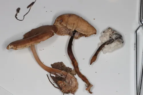 Trichoderma avellaneum