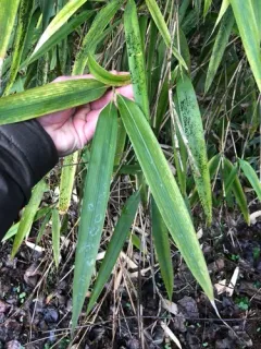 Arrow Bamboo thumbnail 3