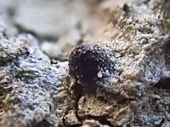 Navicella elegans thumbnail 1