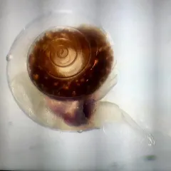 Helicid Pteropod thumbnail 1