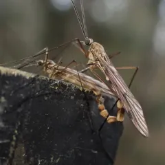 Cramptonomyia spenceri thumbnail 1