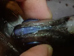 Bluethroat Pencilsmelt thumbnail 2