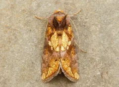 Golden Looper Moth thumbnail 2