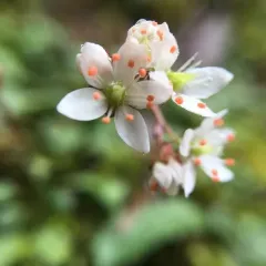 Howell's Saxifrage thumbnail 2