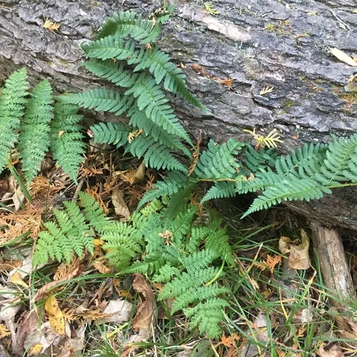 marginal wood fern