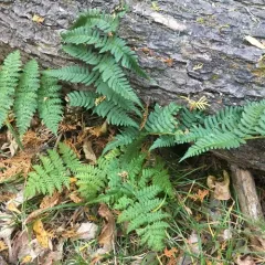 marginal wood fern thumbnail 1