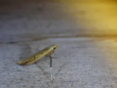 Caloptilia alnicolella thumbnail 4