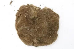 Geopora cooperi thumbnail 2