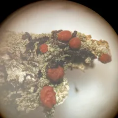 Frosty-rimmed Dot Lichen thumbnail 4