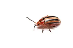 Disonycha caroliniana thumbnail 3