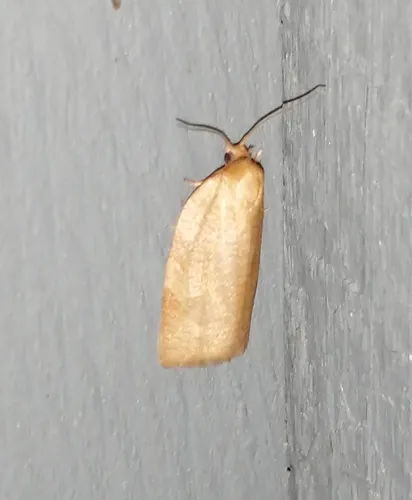 Allen's Tortrix Moth