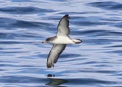 Scopoli's Shearwater