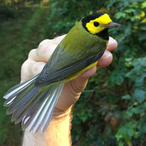 Hooded Warbler